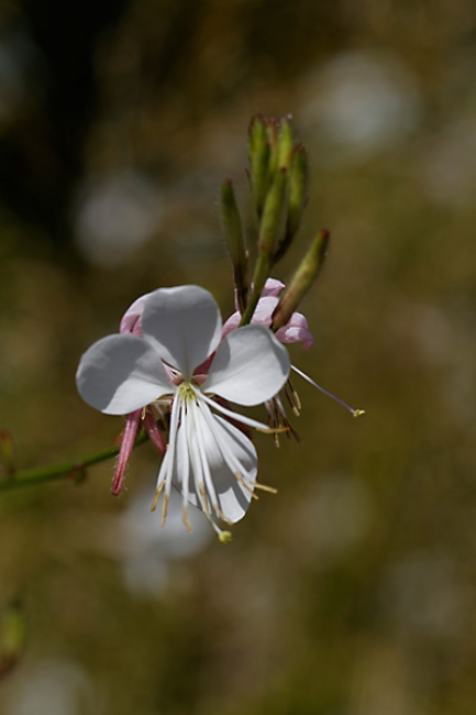 Jardin des Impressionnistes-125